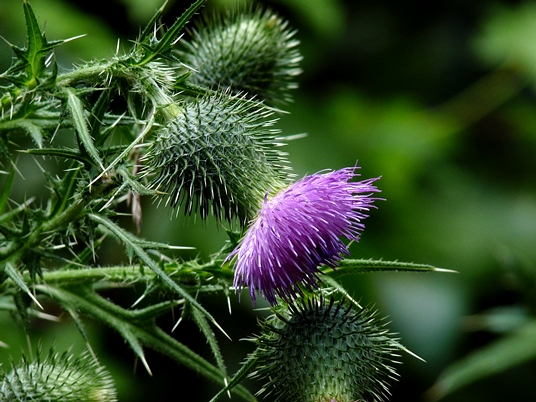 {Cirsium vulgare}